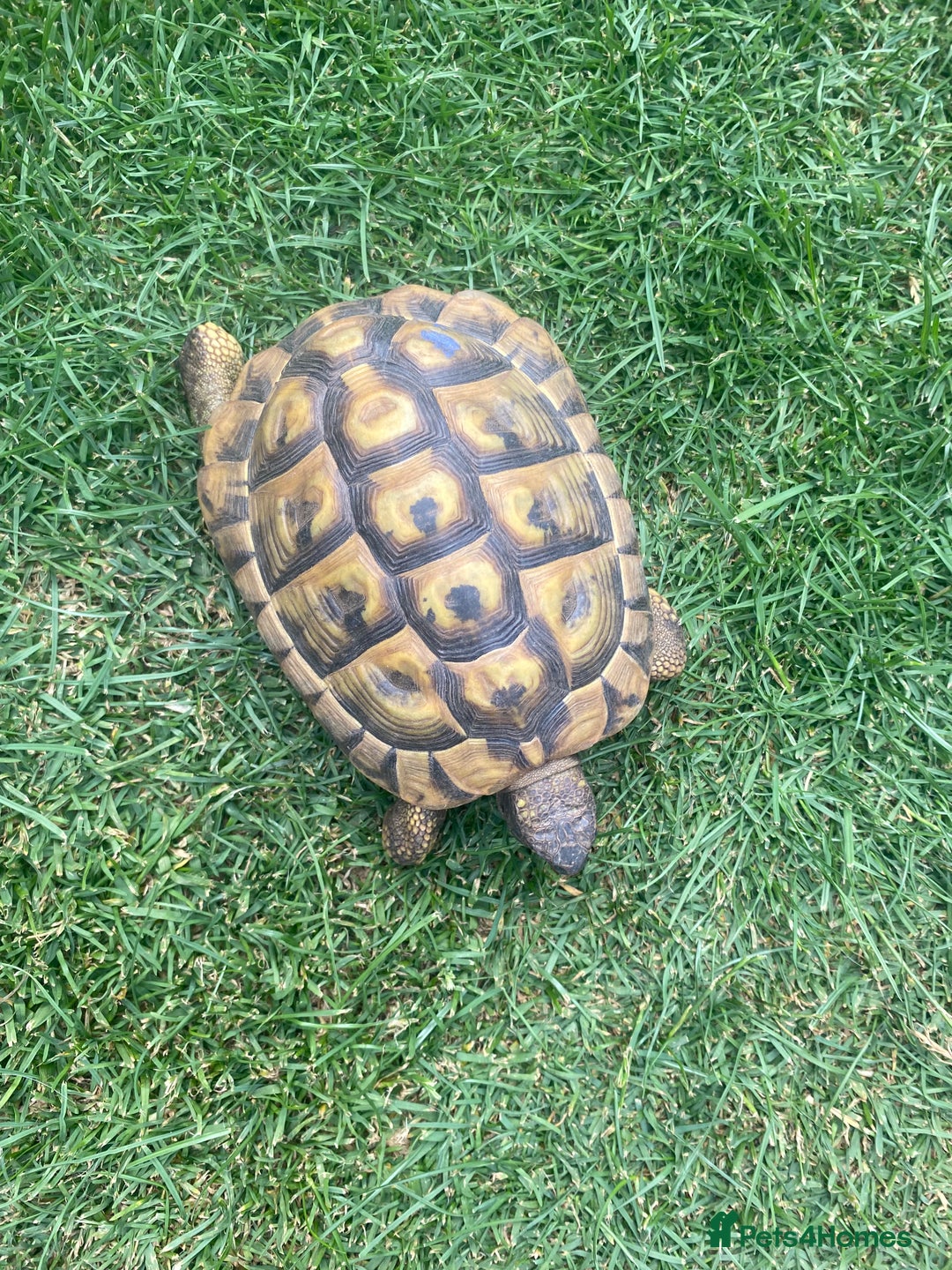 Hermann Tortoise reptiles for sale: Male Hermann Tortoise  in Swadlincote - Image 3
