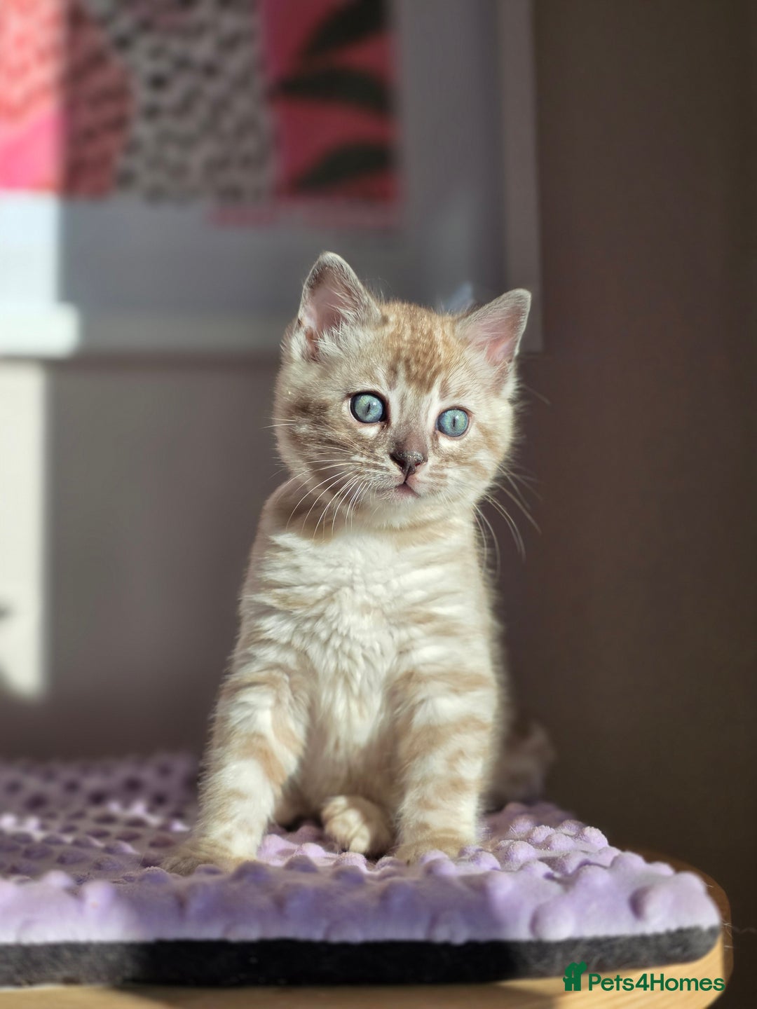 Bengal cats for sale: ❄️ Gorgeous Snow and Charcoal Bengals ❄️  - Advert 32