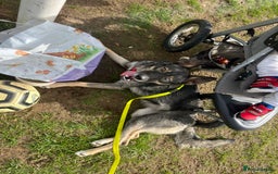 Mixed Breed dogs for sale: Beautiful Border Collie x Husky - Image 2