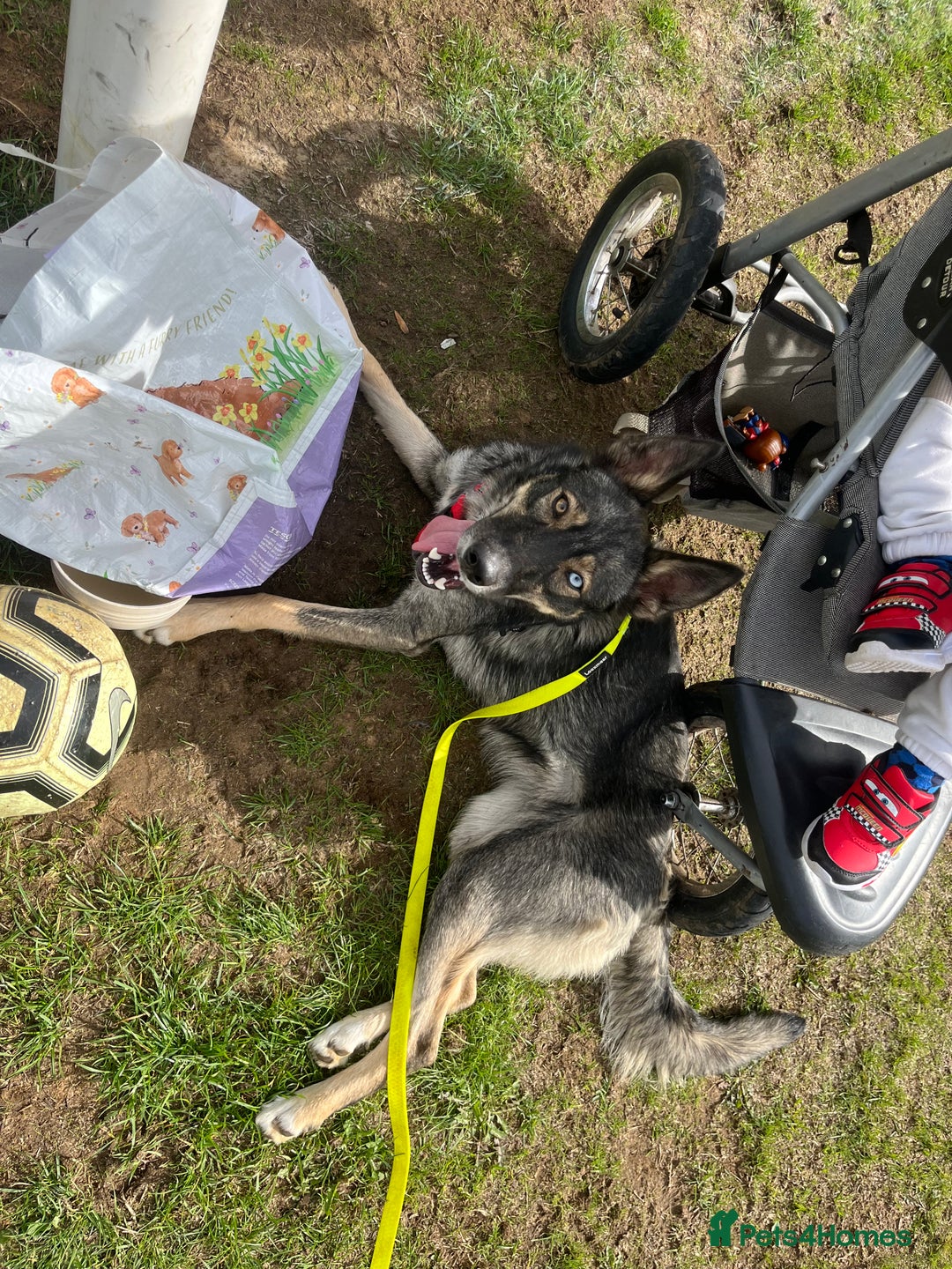 Mixed Breed dogs for sale: Beautiful Border Collie x Husky - Image 2