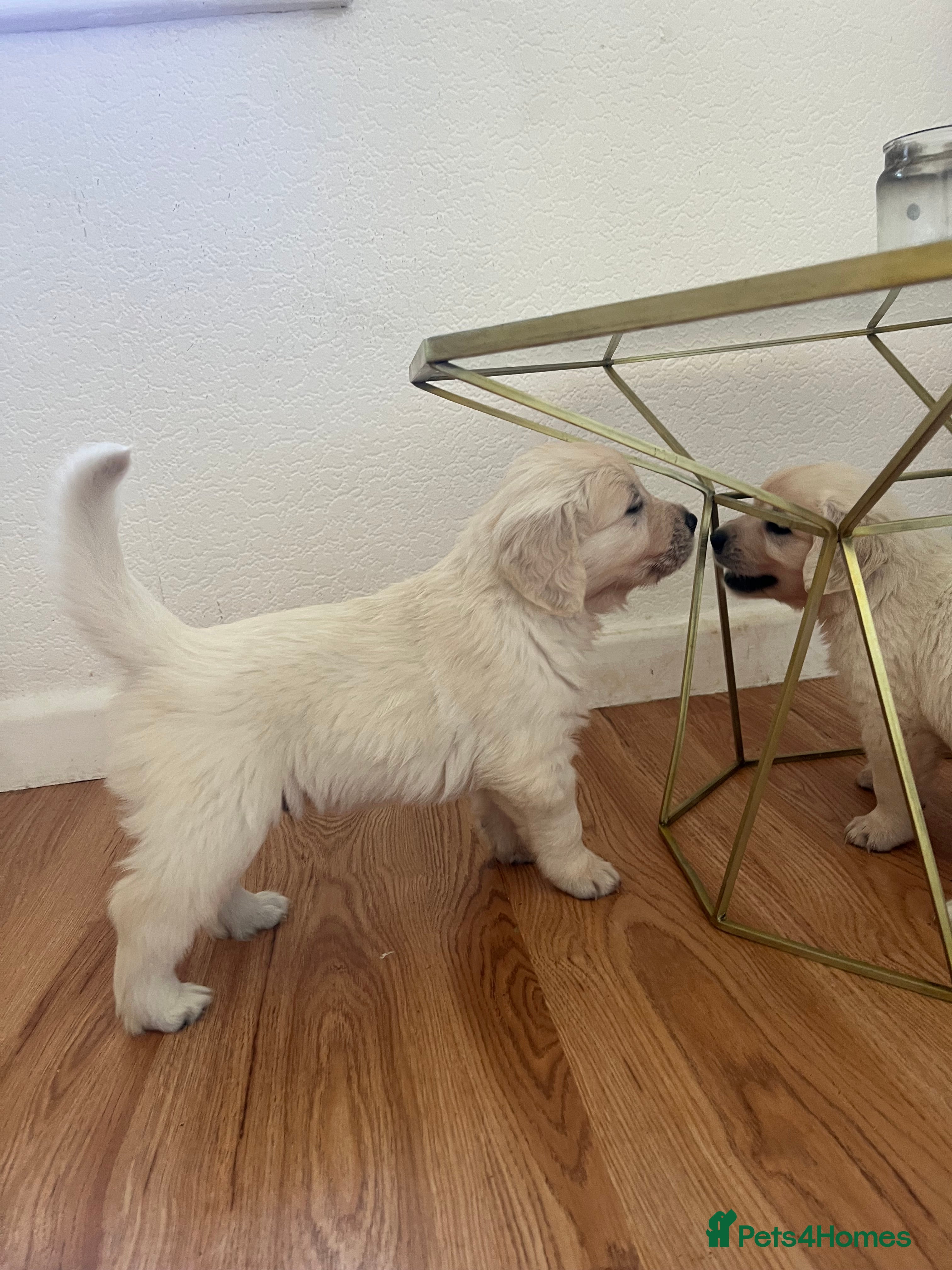 Golden Retriever dogs KC Pure white golden retriever puppies - Advert 2