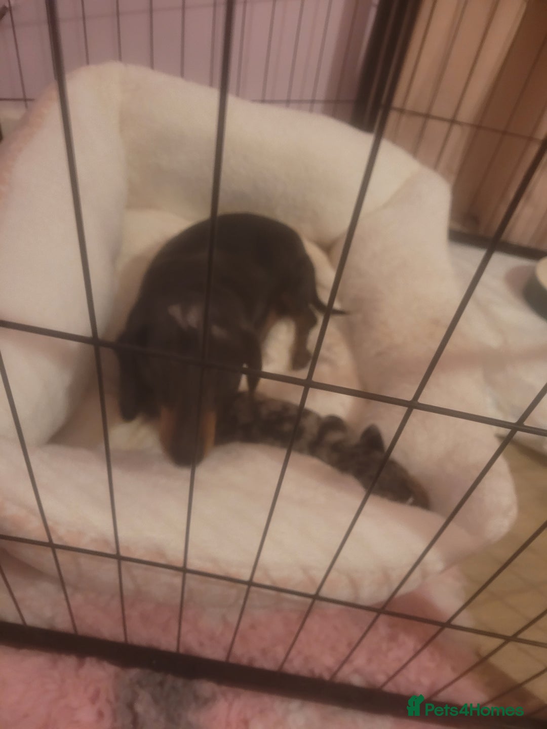 Miniature Dachshund dogs for sale: Miniature dachshund  - Advert 13