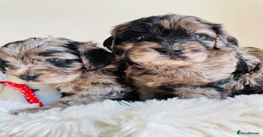 Cavapoo dogs - Advert 2