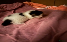 Domestic Shorthair cats for sale: Gorgeous boy and girl kittens  - Image 3
