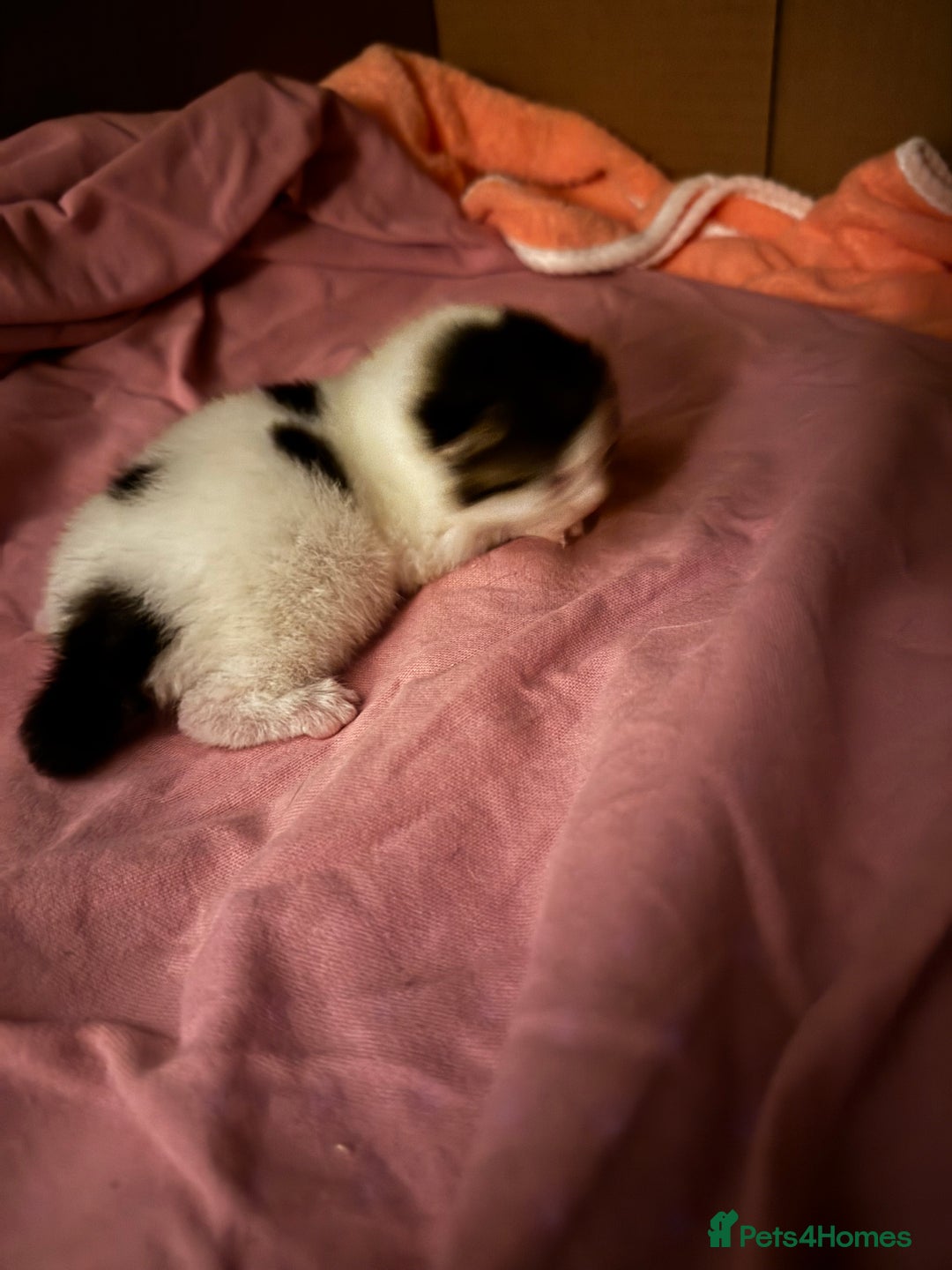 Domestic Shorthair cats for sale: Gorgeous boy and girl kittens  - Image 3