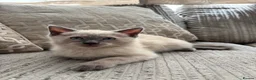 Ragdoll cats for sale: Ragdoll x mink tonkinese kittens - Advert 2