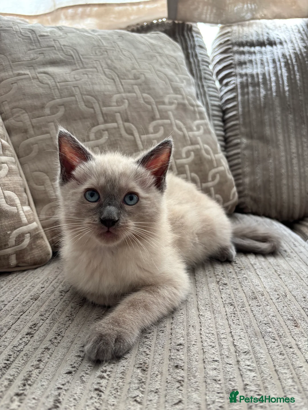 Ragdoll cats for sale: Ragdoll x mink tonkinese kittens - Advert 2