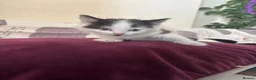 Mixed Breed cats for sale: Kittens for new homes - Advert 6