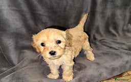 Cavapoo dogs for sale: Stunning Cavapoo puppies - Image 9