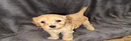 Cavapoo dogs for sale: Ready to leave Cavapoo puppies - Advert 9