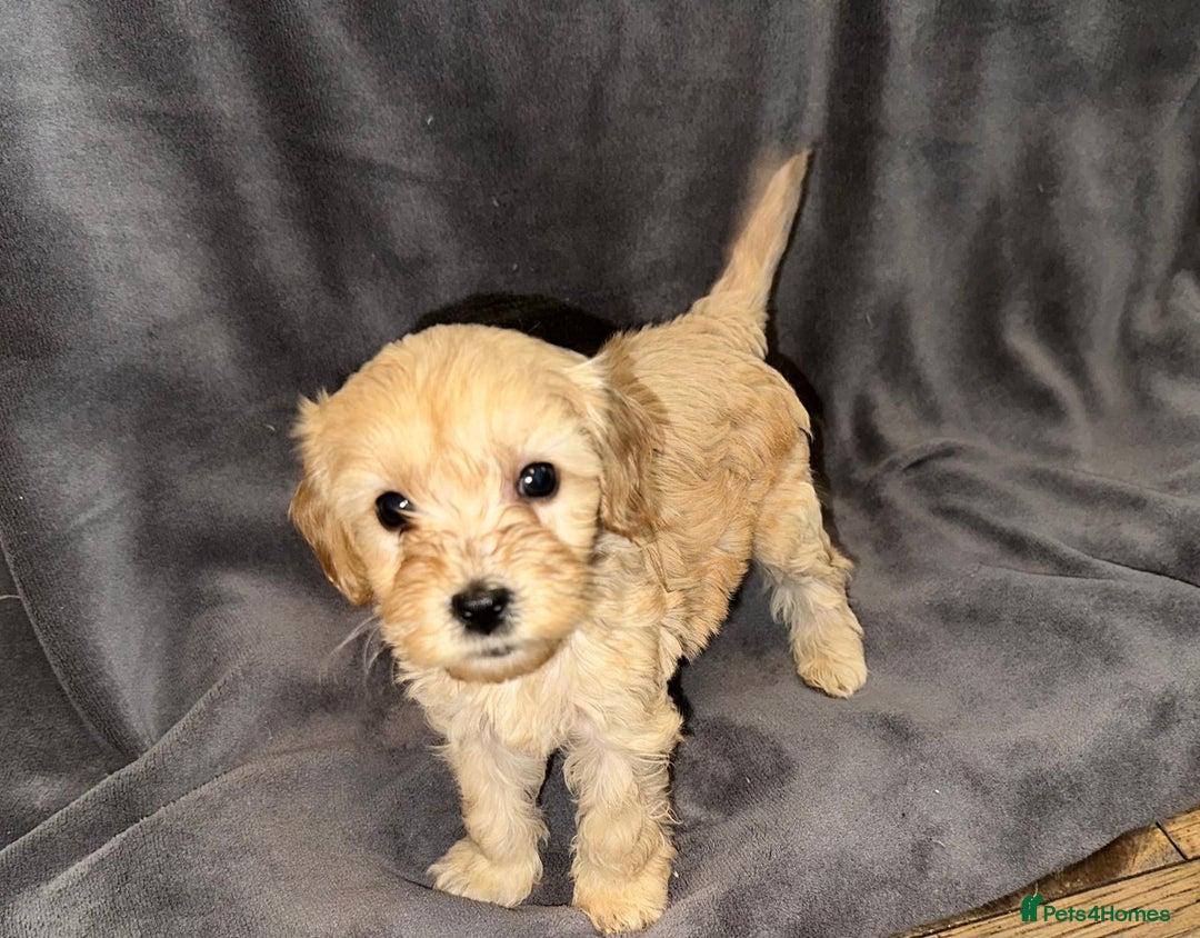 Cavapoo dogs for sale: Stunning Cavapoo puppies - Image 9