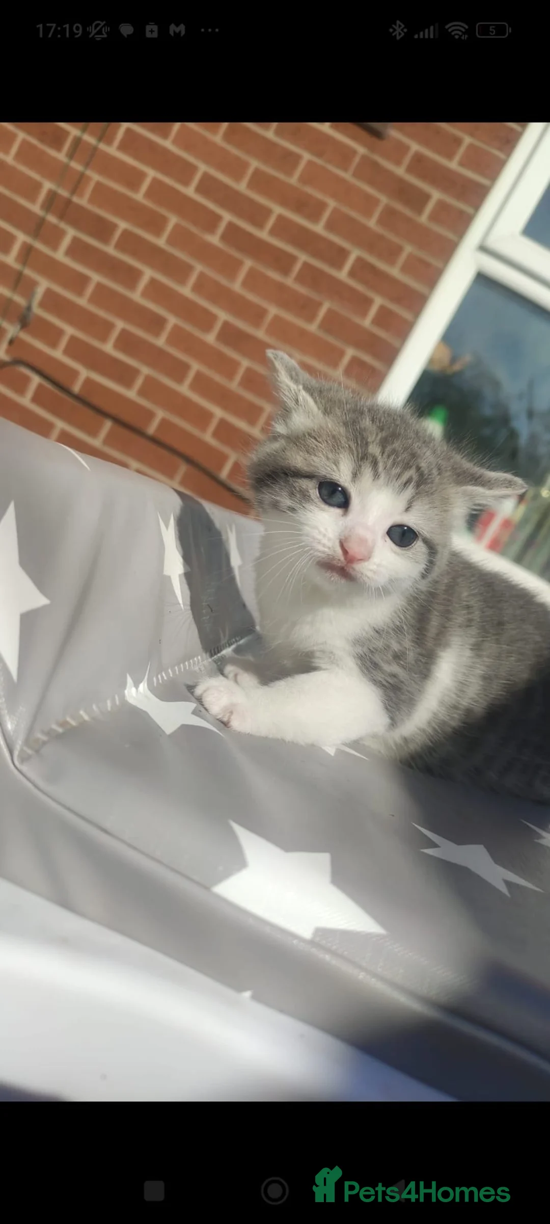 Mixed Breed cats for sale: Kittens for sale in Leeds - Advert 2