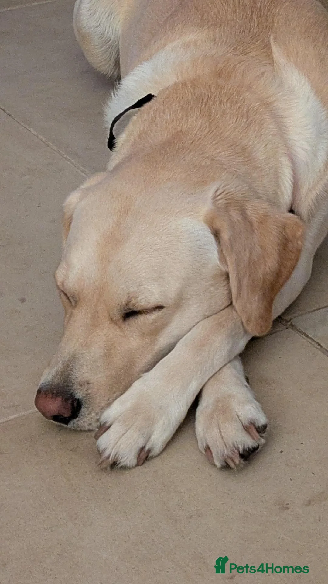 Mixed Breed dogs for sale: Beautiful Golden Labradoodle Doubledoodle Puppies in Nantwich - Advert 2