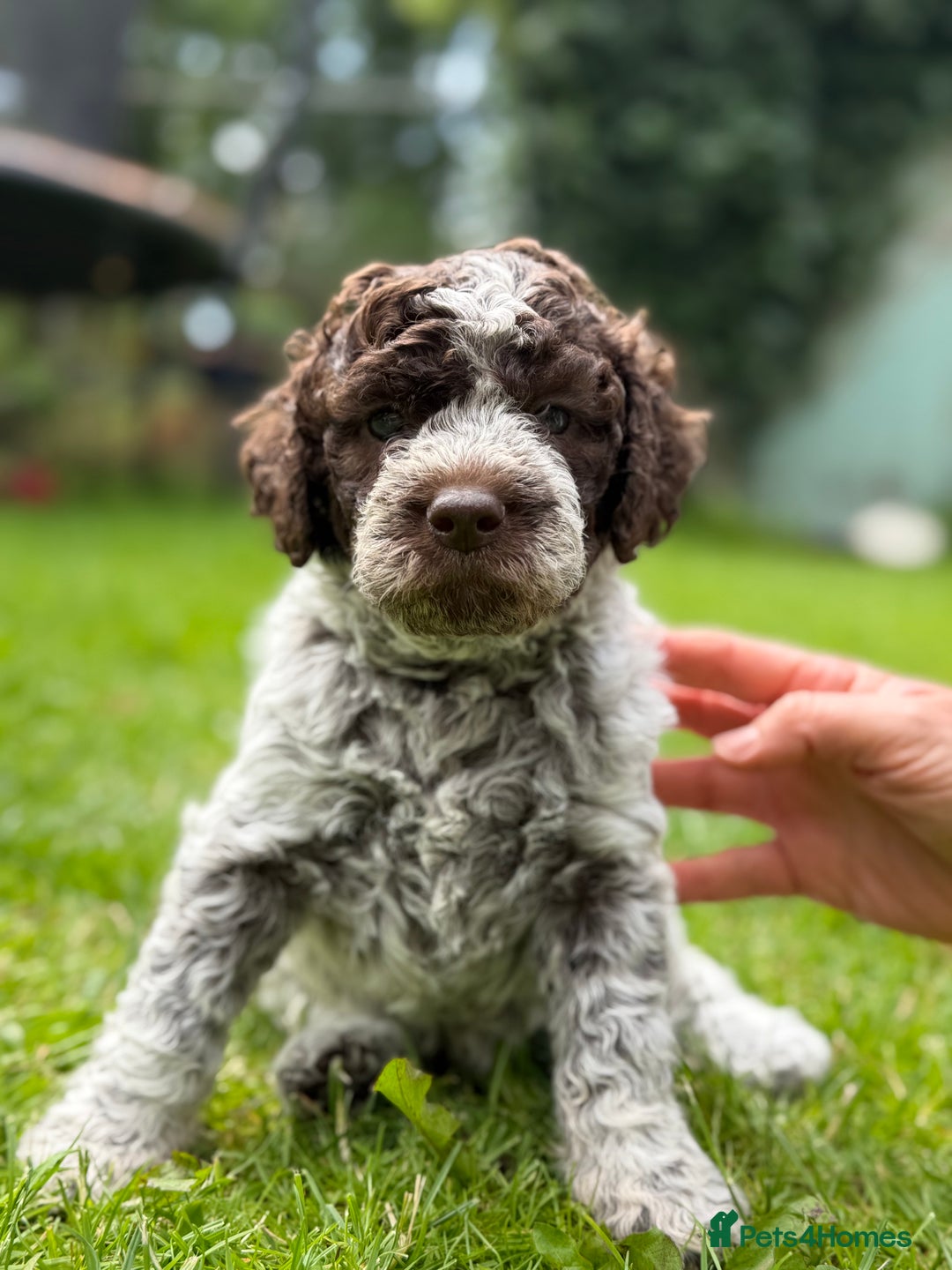 Lagotto Romagnolo dogs for sale: READY TO LEAVE, LAST ONE Puppies Italian Water dog in Preston - Image 2