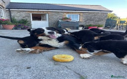 Bernese Mountain Dog dogs for sale: Bernese Mountain Puppies 🏠Ready for new homes🏠 in Aberystwyth - Image 1