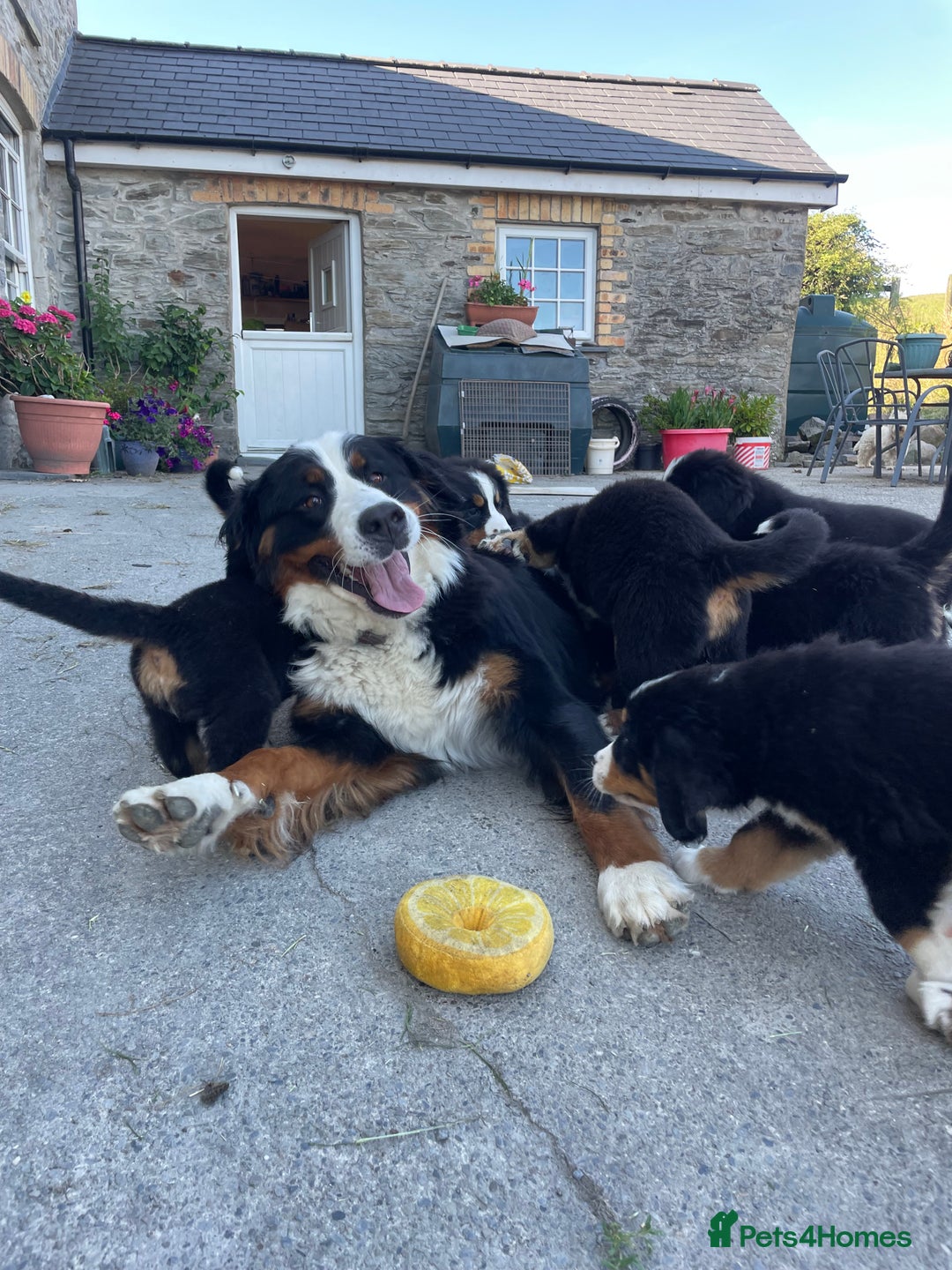 Bernese Mountain Dog dogs for sale: Bernese Mountain Puppies 🏠Ready for new homes🏠 in Aberystwyth - Image 1