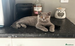 British Shorthair cats for sale: Adorable kittens READY NOW in Wakefield - Image 25