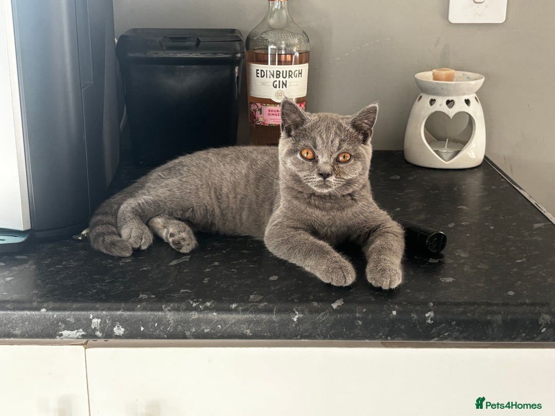 British Shorthair cats for sale: Adorable kittens READY NOW in Wakefield - Image 25
