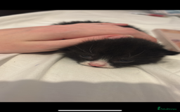 Mixed Breed cats for sale: 4 beautiful kittens for sale, available Halloween - Image 12