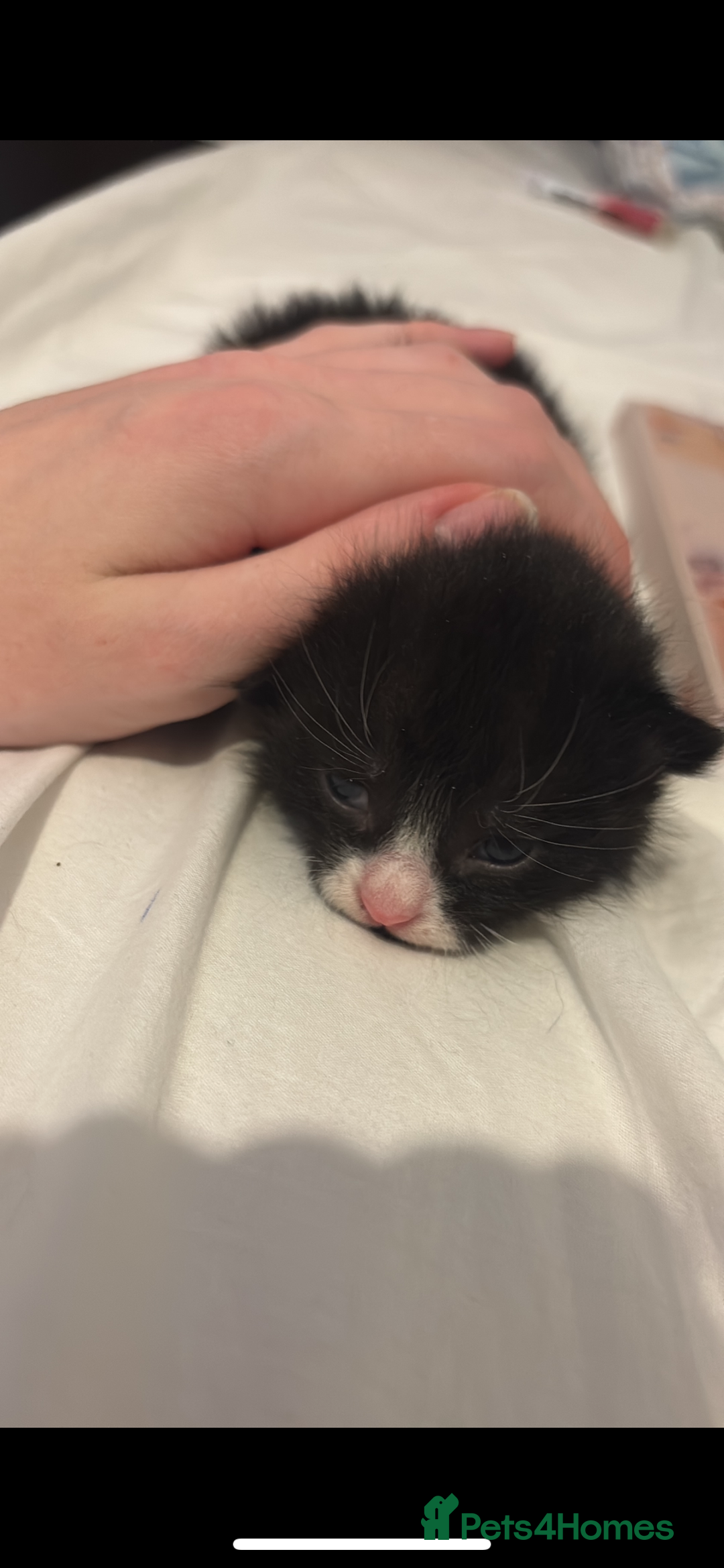 Mixed Breed cats for sale: 4 beautiful kittens for sale, available Halloween - Image 12