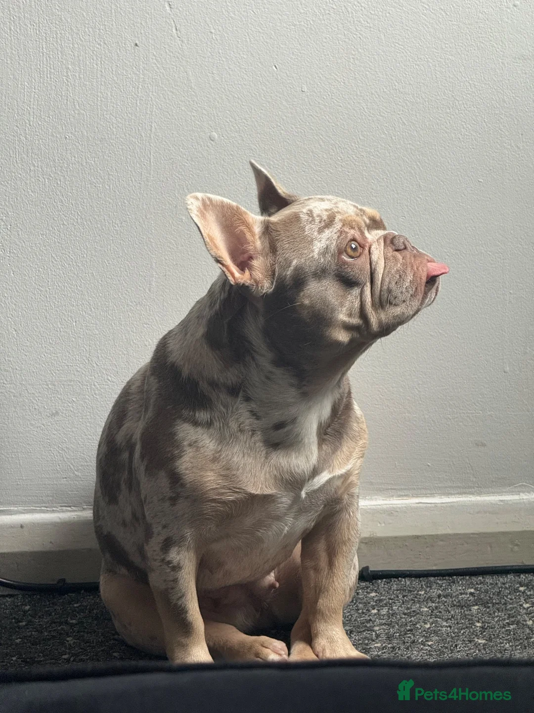 French Bulldog dogs for sale: French Bulldog in Leicester - Advert 2