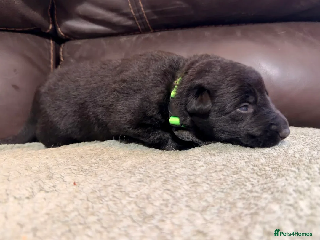 Mixed Breed dogs for sale: German shepherd x border collie (Shollie) - Advert 10