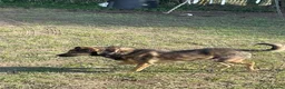 Mixed Breed dogs for adoption: Meet Lola, currently residing in Dorset in Dorchester - Advert 3