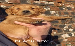 Golden Retriever dogs for sale: KC GOLDEN RETRIEVER PUPPIES, HEALTH SCORED PARENTS - Advert 22