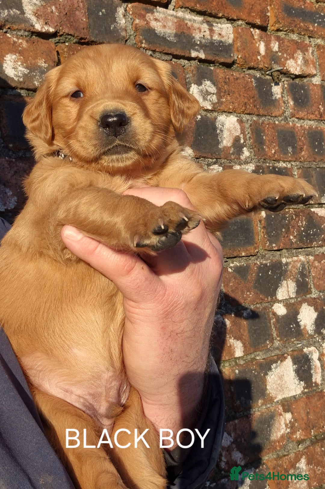 Golden Retriever dogs for sale: KC GOLDEN RETRIEVER PUPPIES, HEALTH SCORED PARENTS - Advert 22