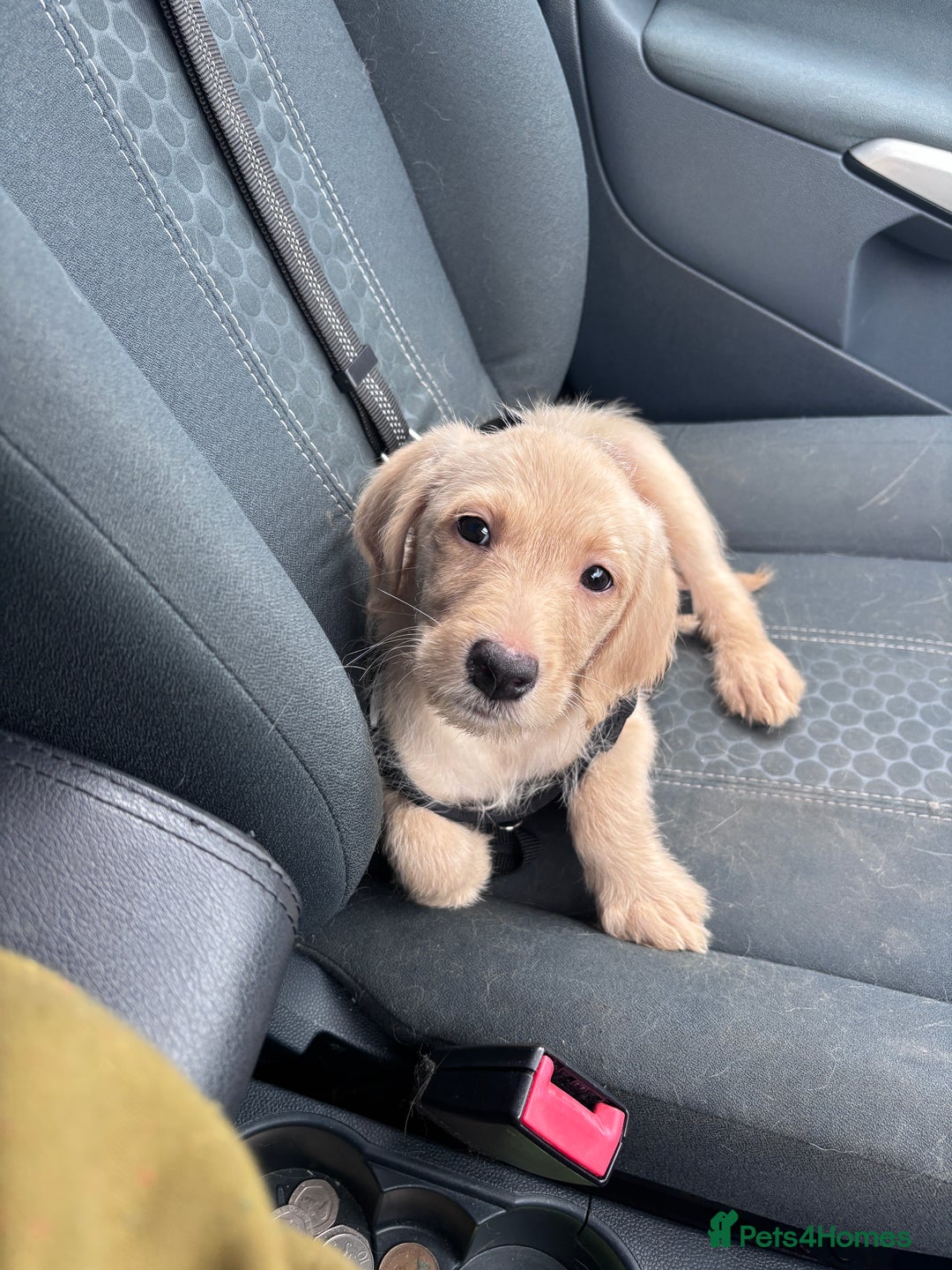 Mixed Breed dogs for sale: Female golden labradoodle  - Image 1