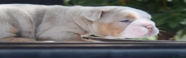 English Bulldog 2