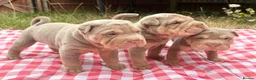 Shar Pei dogs for sale: QUALITY RARE lilac tan  puppy shar pei for sale  - Advert 15