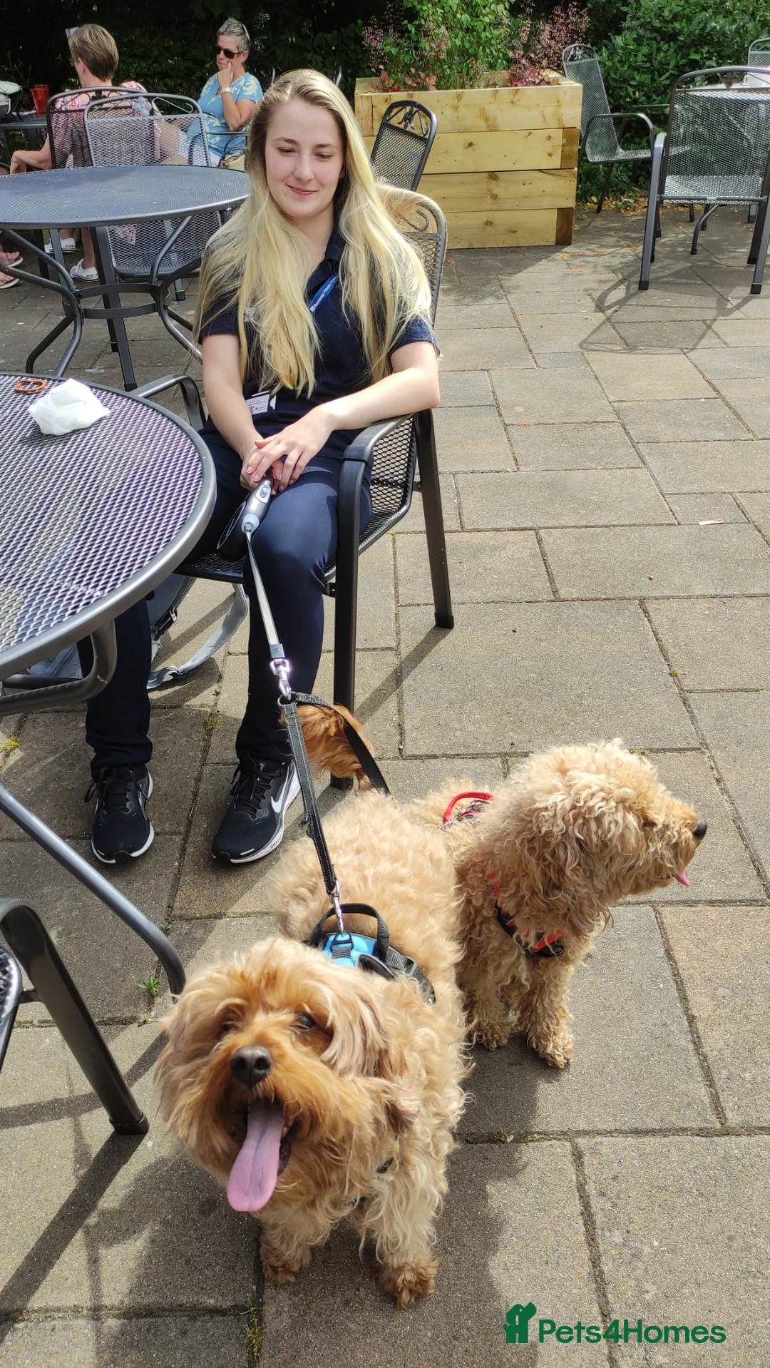 Cavapoochon dogs for sale: 5 Beautiful Cavapoochon puppies, 2 Boys, 3 Girls in Peterborough - Advert 20