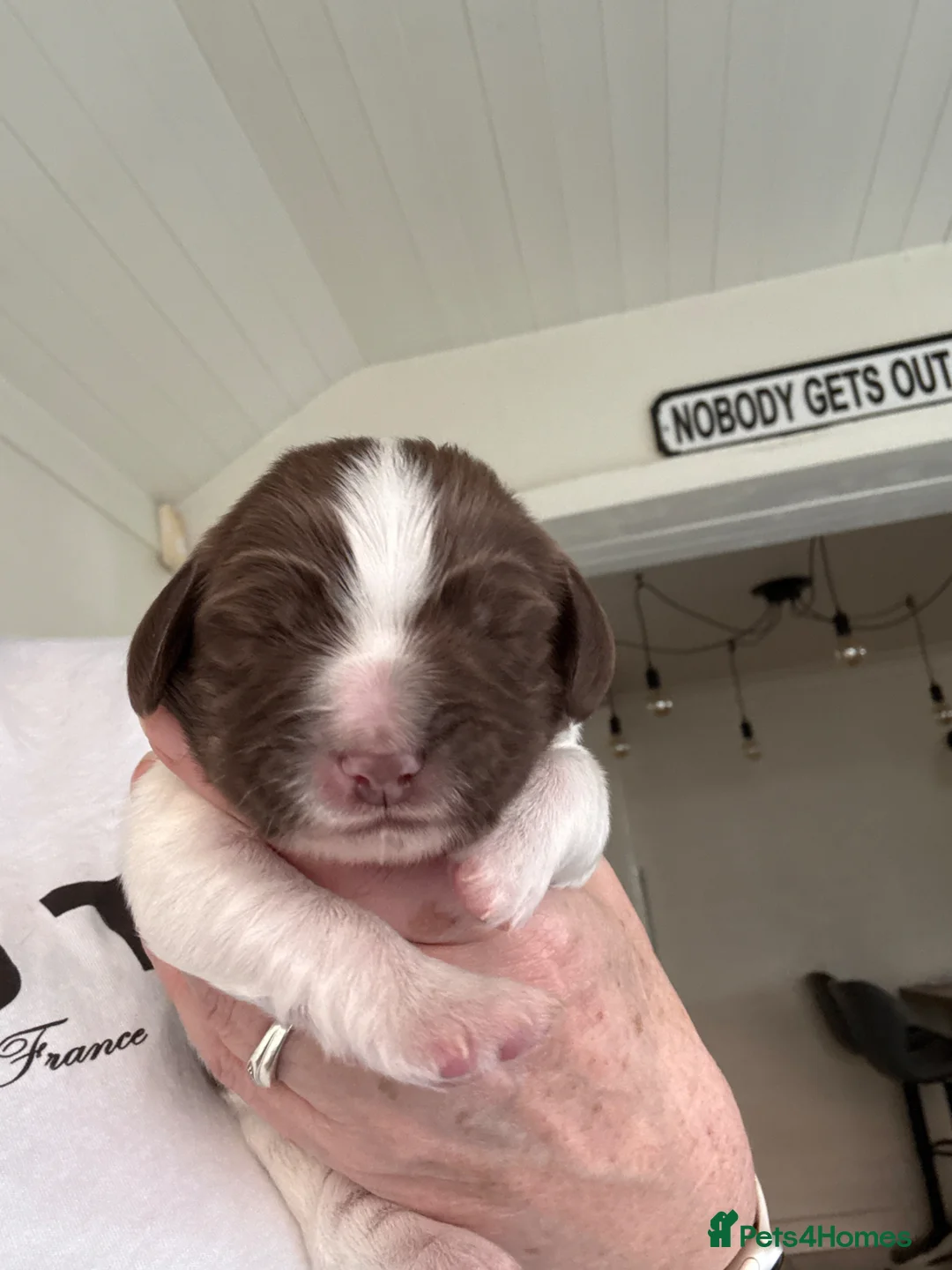 English Springer Spaniel dogs for sale: Springer spaniel puppies  - Advert 2