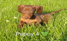 Miniature Dachshund dogs for sale: Ethically Bred Superior Health Tested Miniatures - Image 36