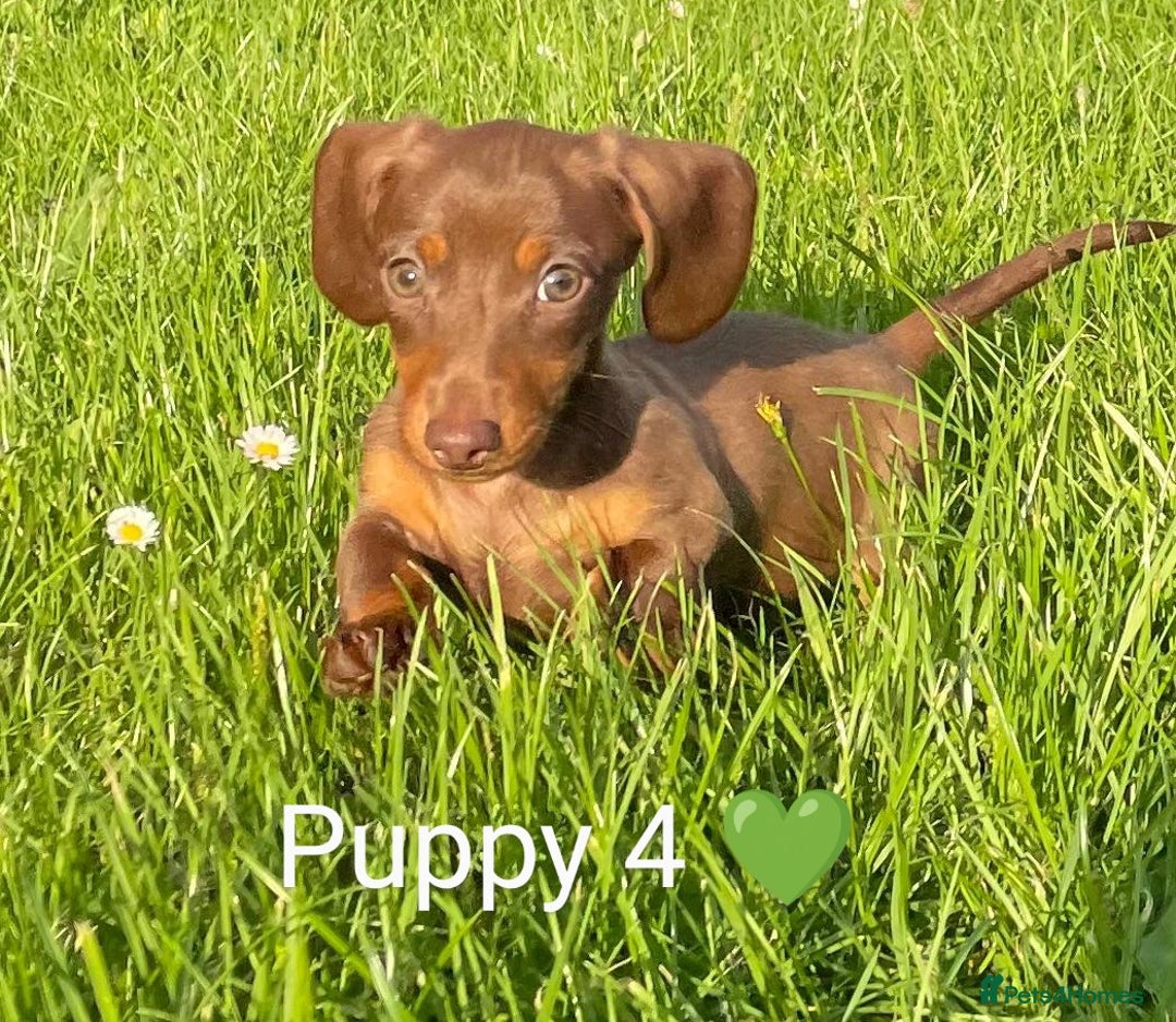 Miniature Dachshund dogs for sale: Ethically Bred Superior Health Tested Miniatures - Image 36
