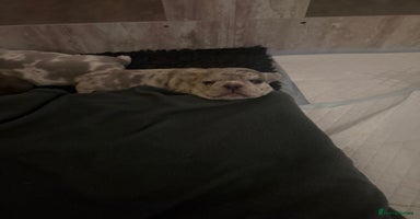 French Bulldog dogs Beautiful blue and lilac merle French bulldogs - Advert 15