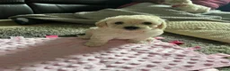 Mixed Breed dogs for sale: Cockapoochon Puppies in Lampeter - Advert 15