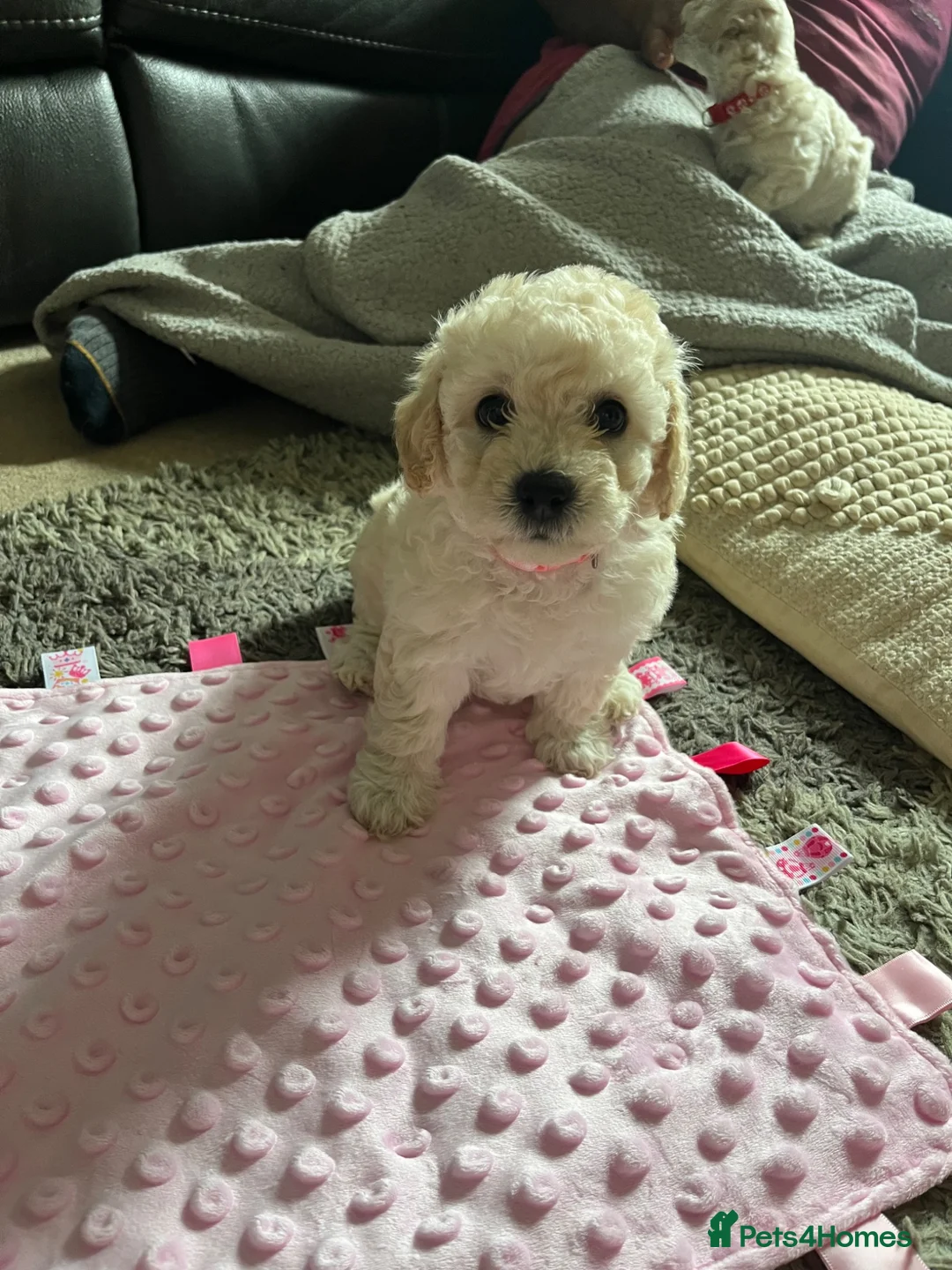 Mixed Breed dogs for sale: Cockapoochon Puppies in Lampeter - Advert 15