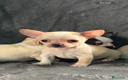 Chihuahua dogs for sale: Chihuahua puppy’s  - Image 8