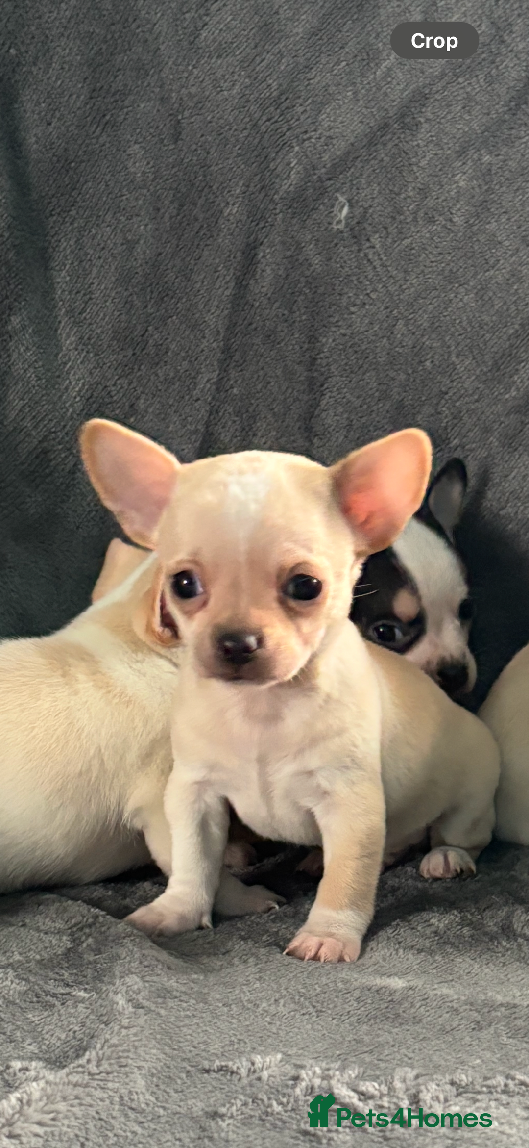 Chihuahua dogs for sale: Chihuahua puppy’s  - Image 8