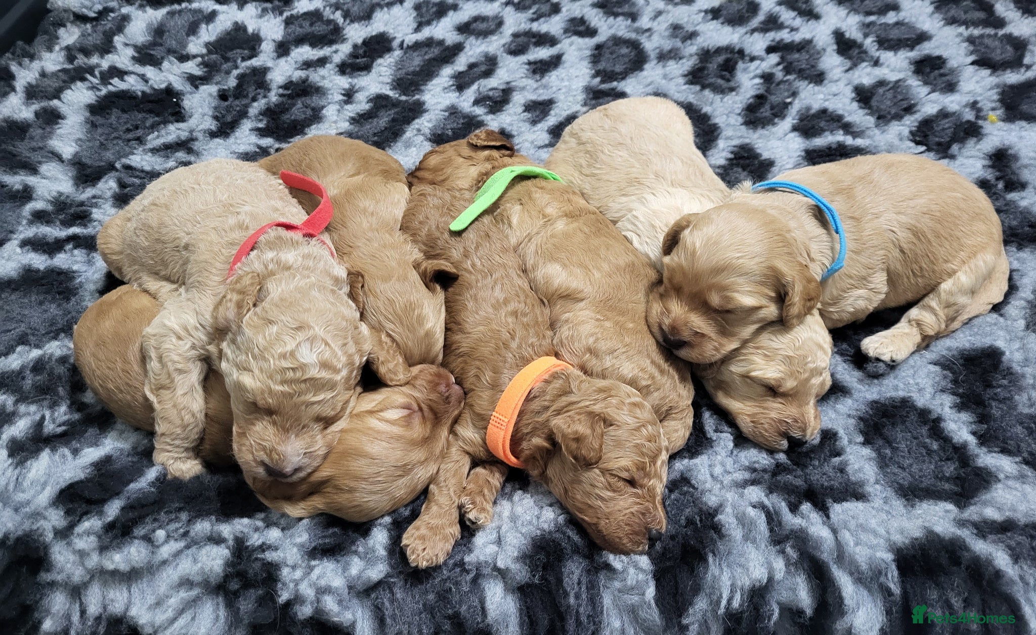 Cockapoo dogs Beautiful Home-Raised F1b Cockapoo Puppies  - Advert 18