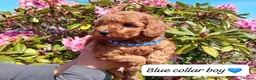 Cockapoo dogs for sale: Gorgeous Red F1b Cockapoos - Advert 3