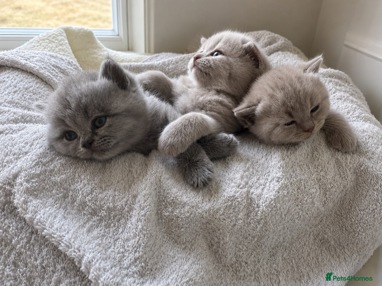 British Shorthair cats Girl BSH lilac and blues available end of August  - Advert 8