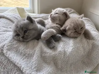 British Shorthair cats Girl BSH lilac and blues available end of August - Advert 8