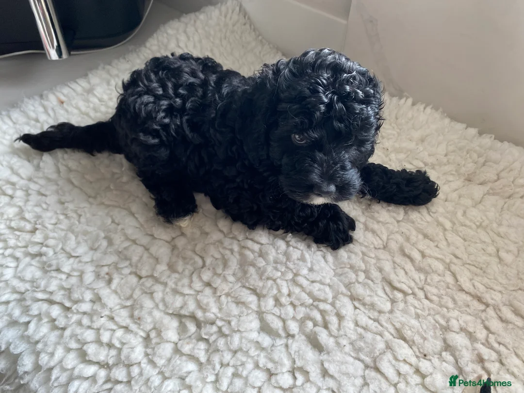 Poodle dogs for stud: Miniature rare chocolate merle health tested stud in Maesteg - Advert 7