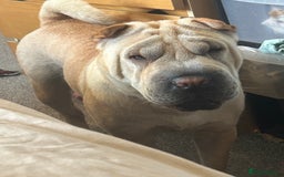 Shar Pei dogs for sale: Shar pei  - Image 2