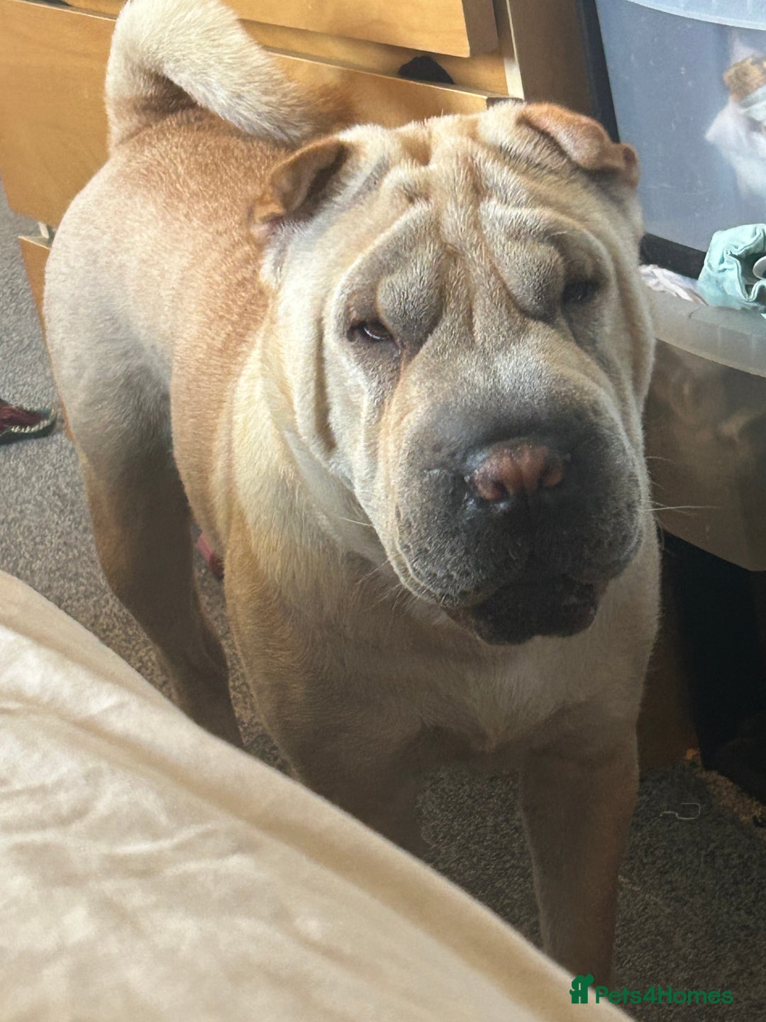 Shar Pei dogs for sale: Shar pei  - Image 2