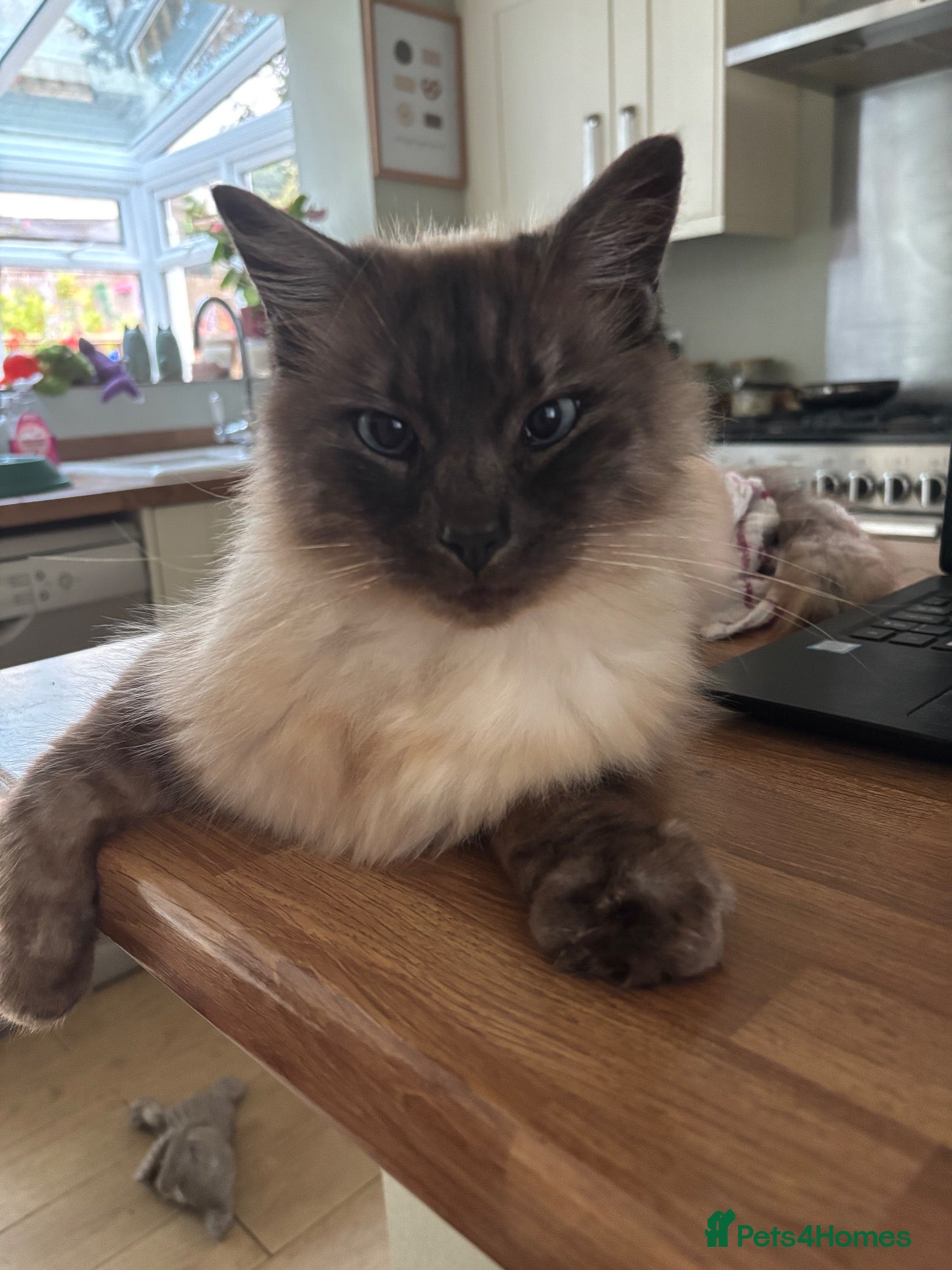 Ragdoll cats Seal Pointed Ragdoll Boy - Advert 3