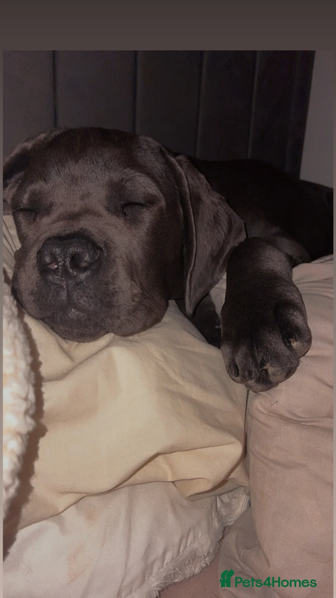 Cane Corso dogs for sale: Pablo 5 months old came Corso male  in Loughborough - Advert 2